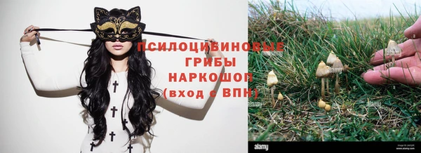 сатива Новодвинск